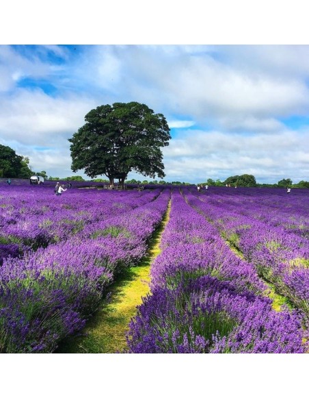 susena_levandula_EMI