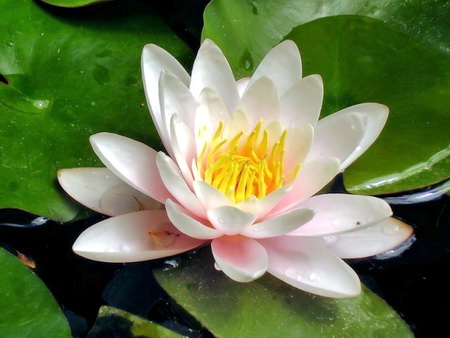 éterický olej z ľalie