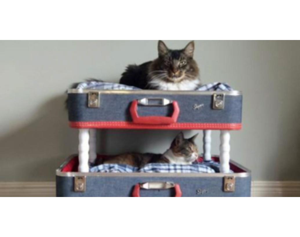 10 UNIKÁTNYCH PELECHOV PRE ZVIERATÁ Z ODPADKOV