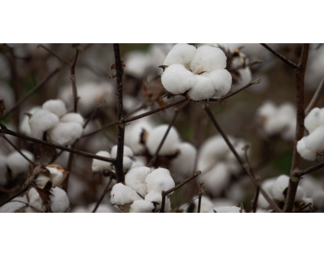 AKO SI VYBRAŤ BAVLNENÉ OBLIEČKY?